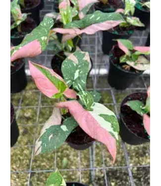 Syngonium, Arrowhead Plant, Pink Splash 4.25"