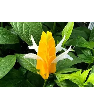 Shrimp Plant 1G