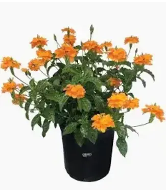 crossandra - Orange Marmalade 4.25"