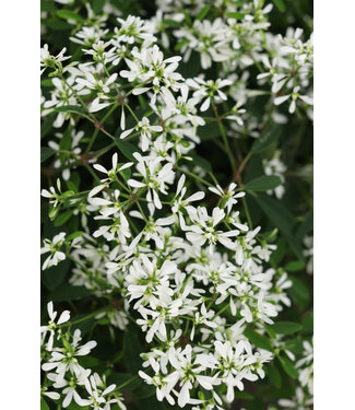 Euphorbia Diamond Snow 1Q PW