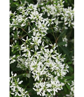 Euphorbia Diamond Snow 1Q