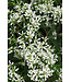 Euphorbia Diamond Snow 1Q