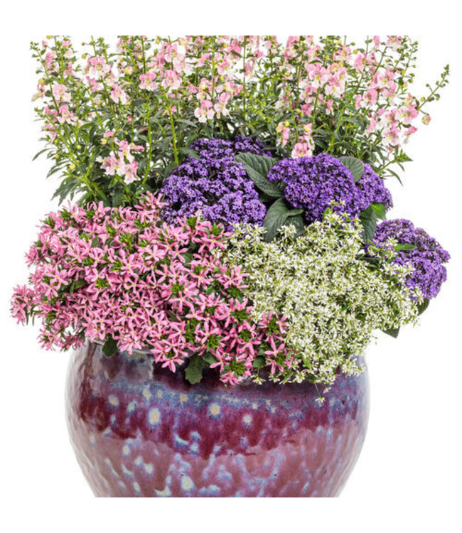 Euphorbia Diamond Snow 1Q