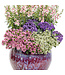 Euphorbia Diamond Snow 1Q