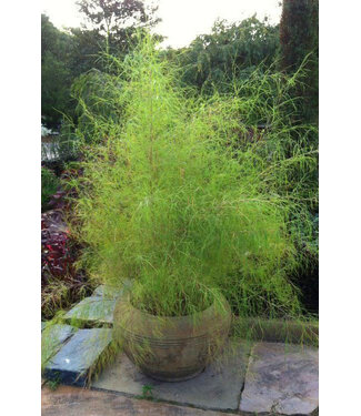 Bamboo Muhly 1G