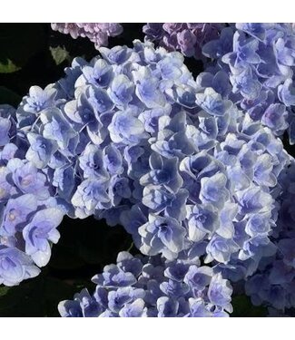 Hydrangea 'Florentina Blue' 2G