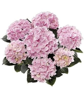 Hydrangea 'Florentina Pink' 2G