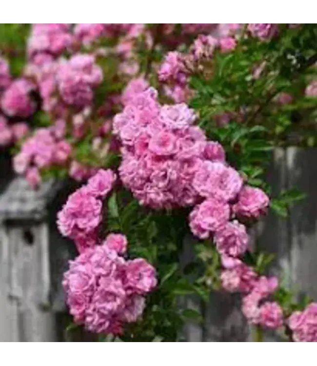 Rose 'Peggy Martin' 3G