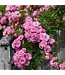 Rose 'Peggy Martin' 3G