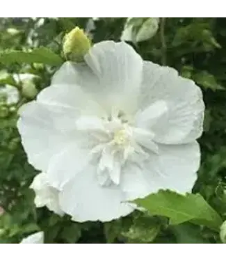 Proven Winner Rose of Sharon 'White Chiffon" PW 1G