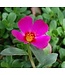Portulaca Purselane Asst Colors 1 qt