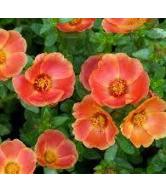 Portulaca Purselane Asst Colors 1 qt