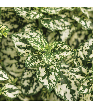 Hypoestes (Hippo, Polka Dot) Asst PW 1Q