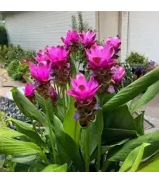 Curcuma 6"