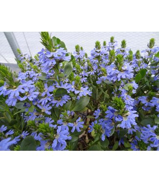 Scaevola Blue 1G