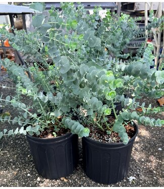 Eucalyptus Pulverulenta 'Baby Blue' 3G
