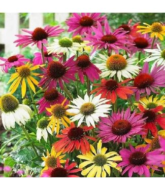 Echinacea Asst. 1Q