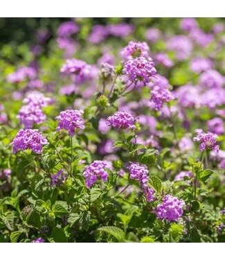 Lantana 1G