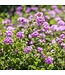 Lantana 1G