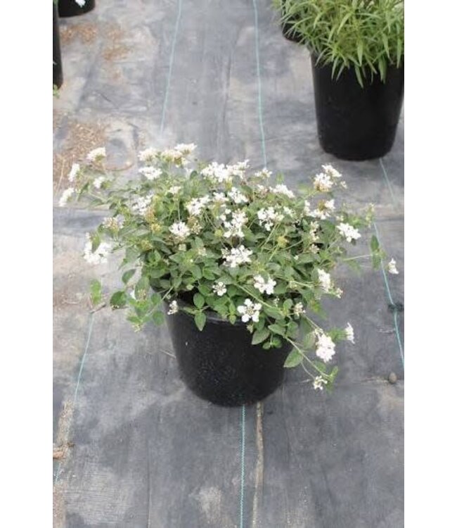 Lantana 1G