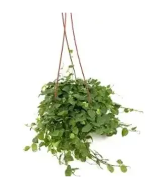 HB Creeping Fig 10" Hanging Basket