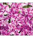Proven Winner Petunia Supertunia  Asst 1Q PW