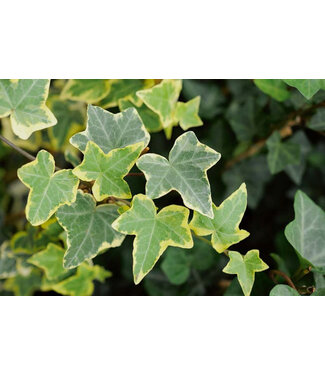 The Plant Shoppe Ivy Asst 4"