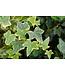 The Plant Shoppe Ivy Asst 4"