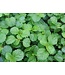 The Plant Shoppe Ivy Asst 4"