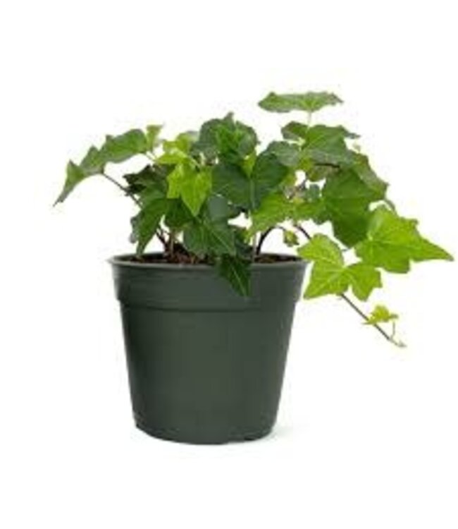 The Plant Shoppe Ivy Asst 4"
