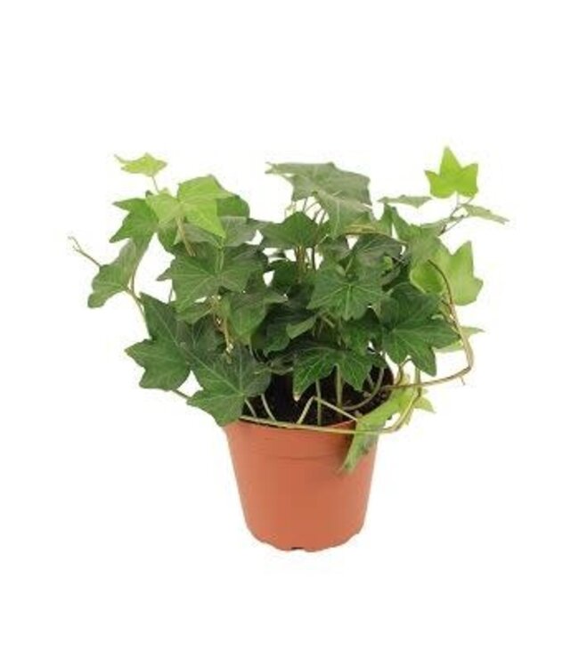 The Plant Shoppe Ivy Asst 4"