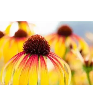 Echinacea Asst. 1G
