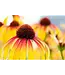 Echinacea Asst. 1G