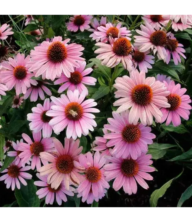 Echinacea Asst. 1G