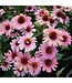 Echinacea Asst. 1G