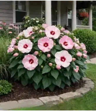 Hibiscus 'Luna" 3G