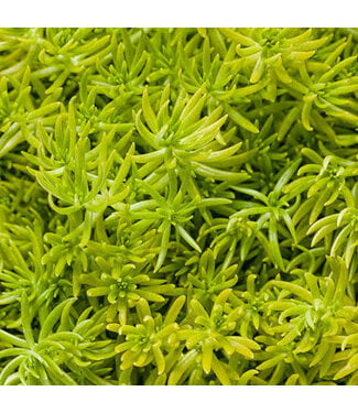 Proven Winner Sedum Lemon Coral 4.25"