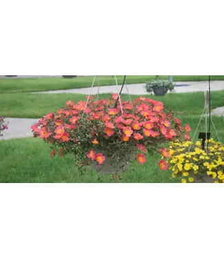 Portulaca Asst Colors 10" HB