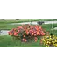 Portulaca Asst Colors 10" HB