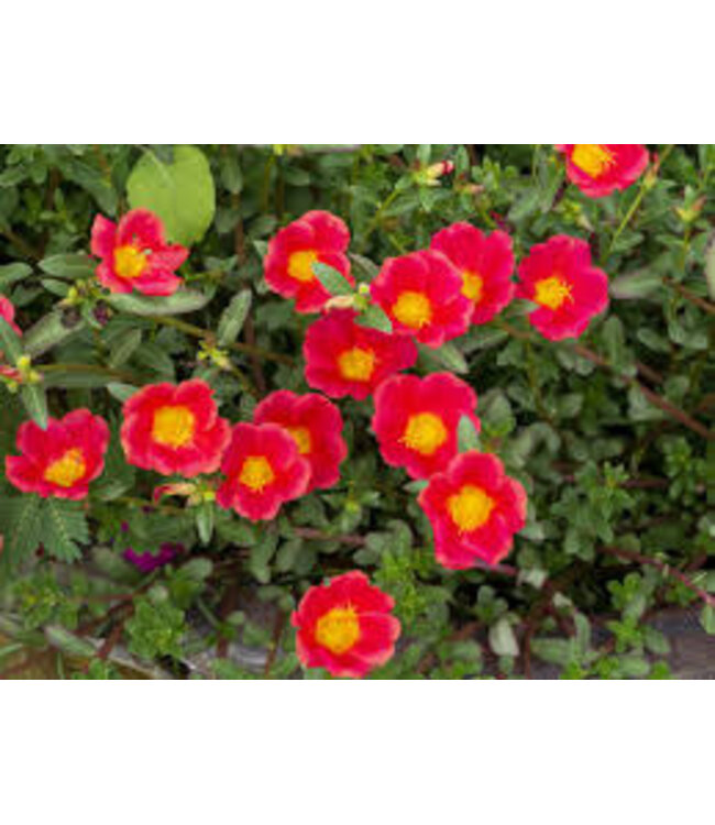 Portulaca Asst Colors 10" HB