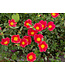 Portulaca Asst Colors 10" HB