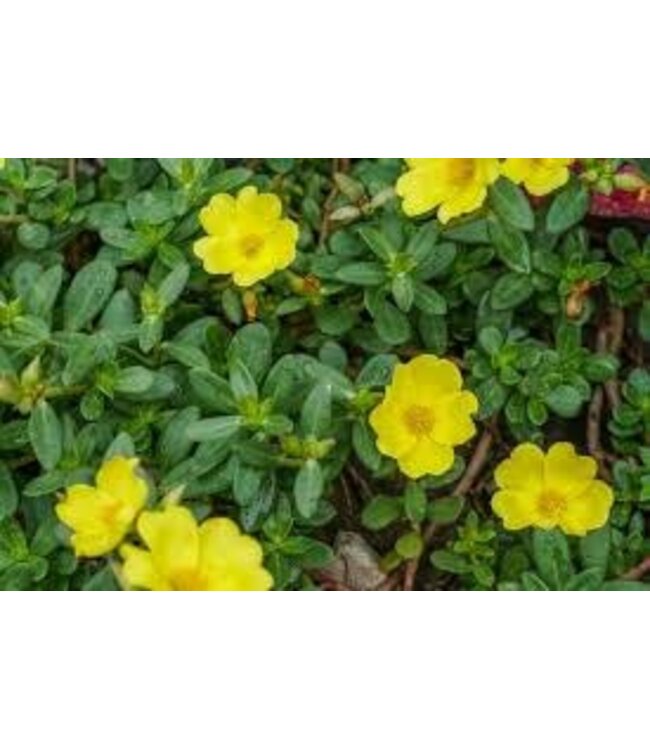 Portulaca Asst Colors 10" HB
