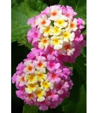 The Plant Shoppe Lantana 10" HB