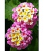 The Plant Shoppe Lantana 10" HB