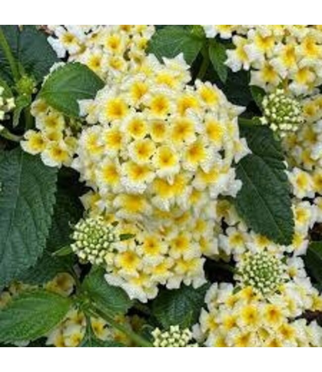 The Plant Shoppe Lantana 10" HB