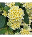 The Plant Shoppe Lantana 10" HB