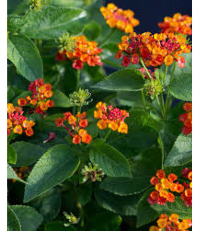 The Plant Shoppe Lantana 10" HB