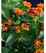 The Plant Shoppe Lantana 10" HB