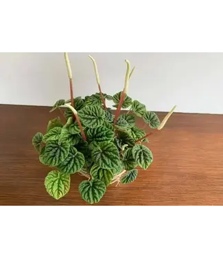 Pepperomia Emerald Ripple 6"