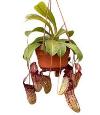 HB Carnivorous-Nepenthes (Pitcher Plant) 8"